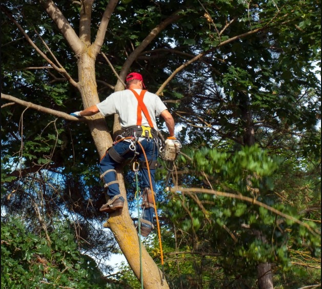 Gainesville Tree Experts